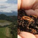 Esta reserva natural, que hace parte de la mística laguna de Pedro Palo, es un hervidero de biodiversidad que maravilla a estudiantes, académicos y amantes de la naturaleza. En sus 42 hectáreas hay más de 200 especies de aves, al igual que tres ciempiés nuevos para la ciencia.
