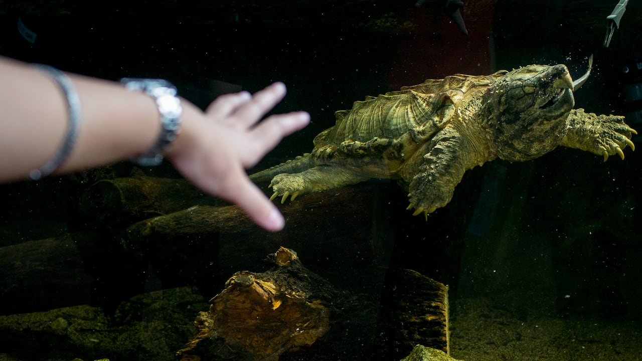 Un guía turístico señala una tortuga caimán durante una gira de prensa antes de la inauguración de River Safari en el Zoológico de Singapur el 25 de marzo de 2013 en Singapur.