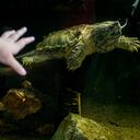 Un guía turístico señala una tortuga caimán durante una gira de prensa antes de la inauguración de River Safari en el Zoológico de Singapur el 25 de marzo de 2013 en Singapur.