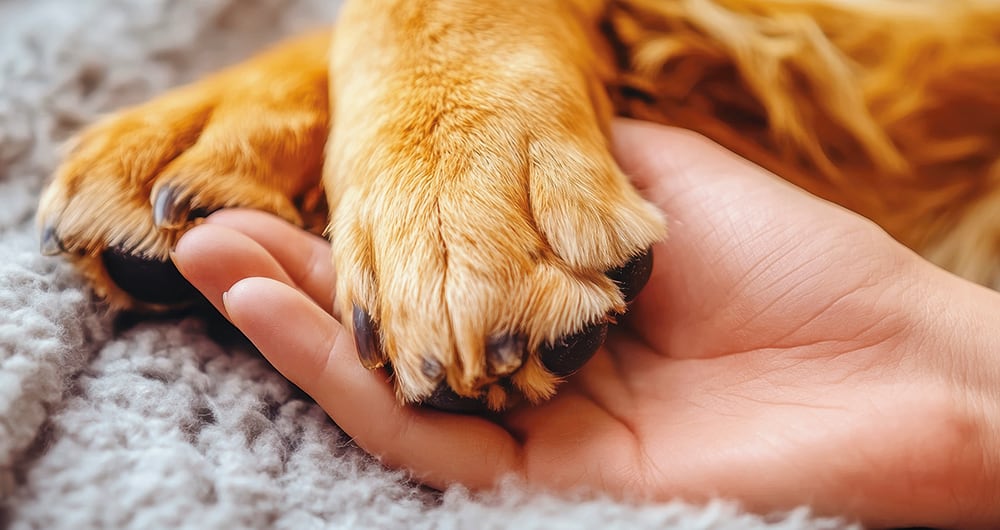 Los perros pueden presentar síntomas más rápido que los humanos si se contagian por los metales pesados. 