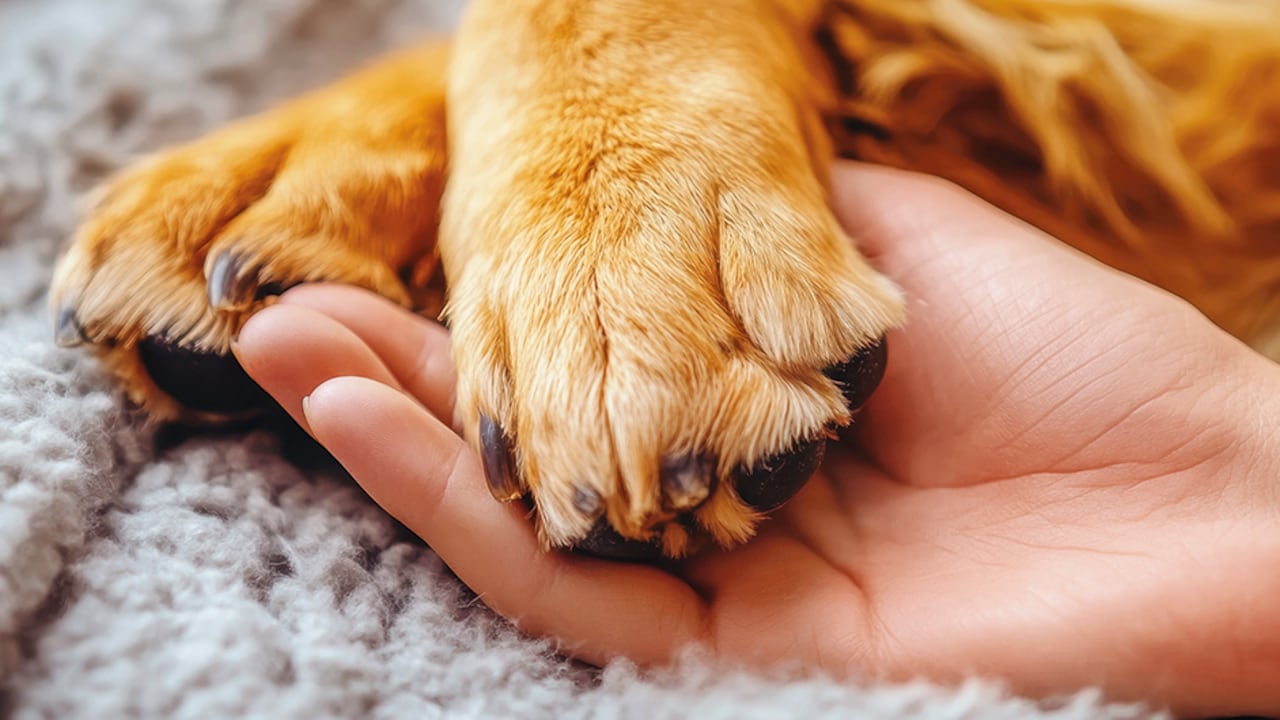 Eutanasia en mascotas.