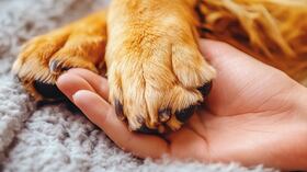 Eutanasia en mascotas.