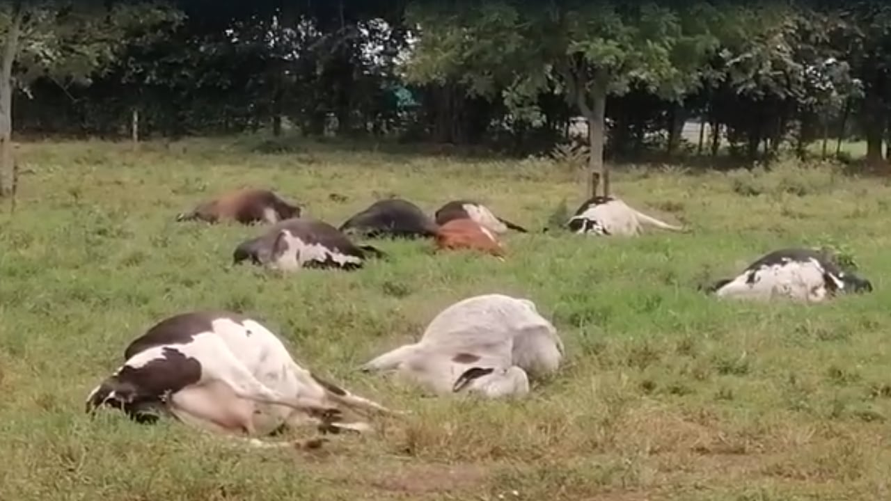 El ganado amaneció muerto el pasado viernes.