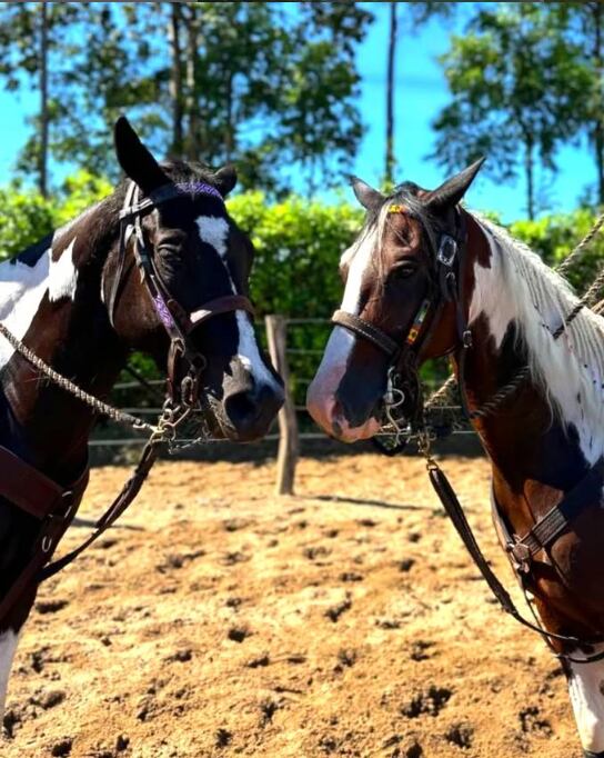 María José y Reina de Corazones, yeguas ganadoras de competencias equinas, forman parte de los atractivos de las Pesebreras Pinto en Cumaral, Meta.