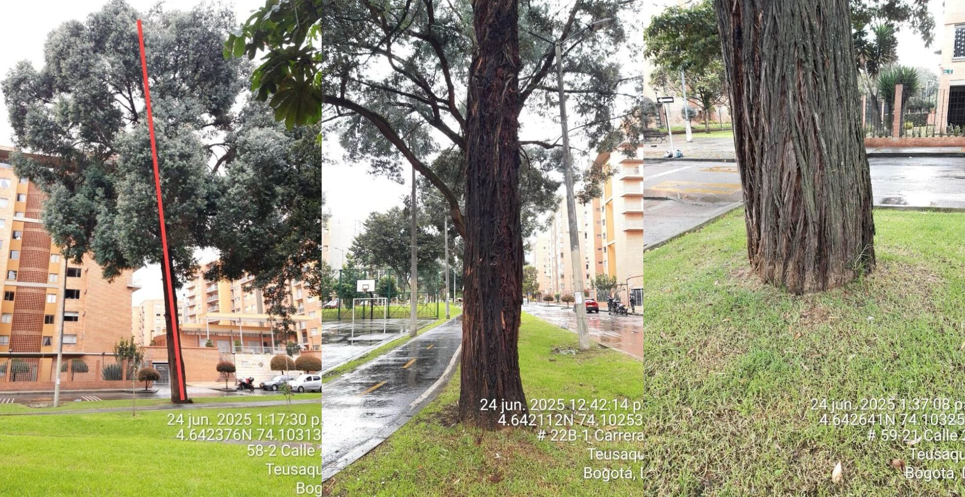 Árboles en riesgo de caída en Ciudad Salitre.