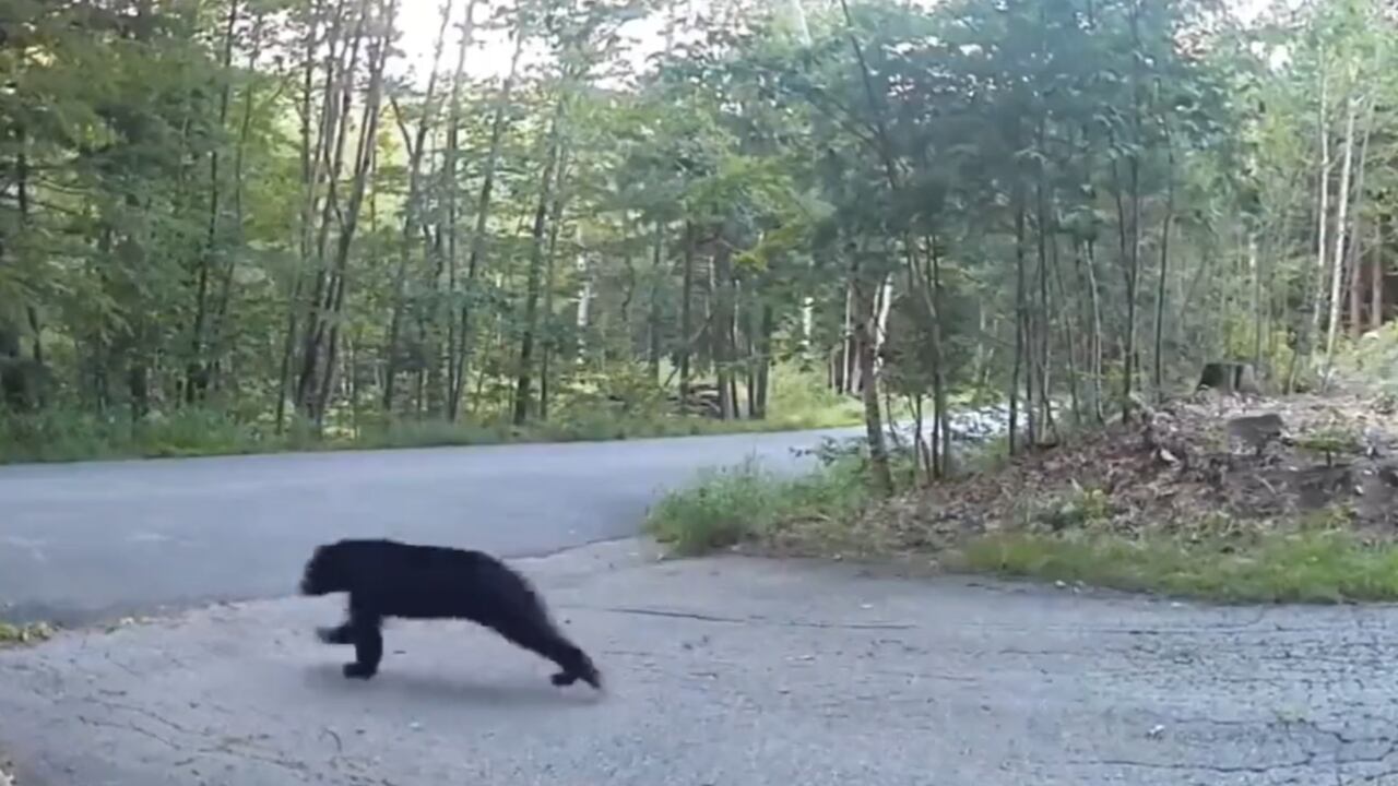 El video es tendencia en redes sociales a nivel global.