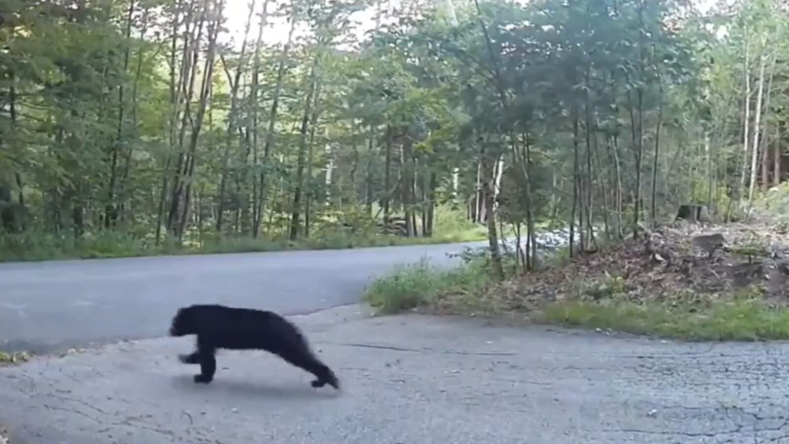 El video es tendencia en redes sociales a nivel global.