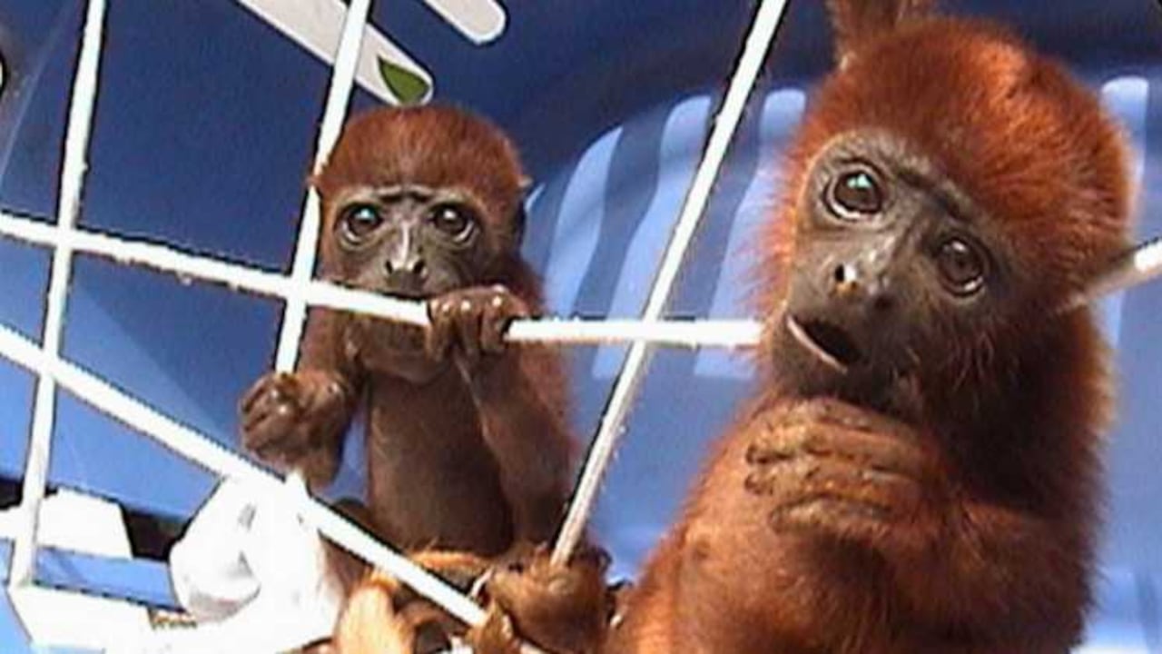 Dos monos aulladores rojos en sus primeros meses.