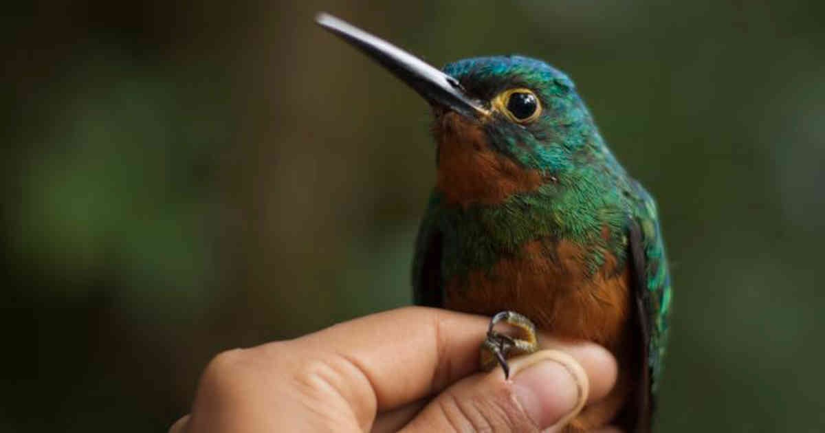 Colombia bio amazonas