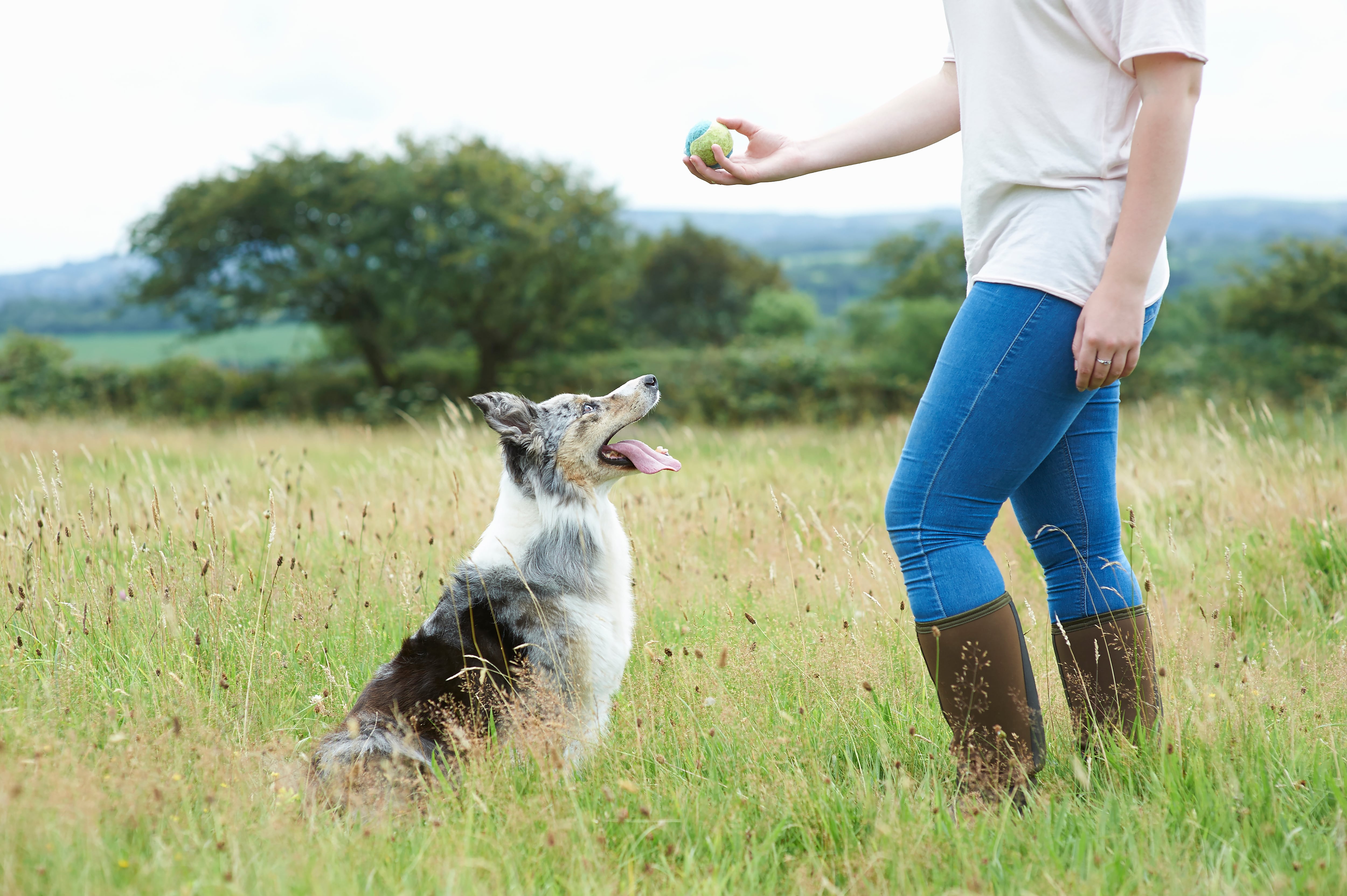 El entrenamiento a los animales domésticos en muy importante en la convivencia.