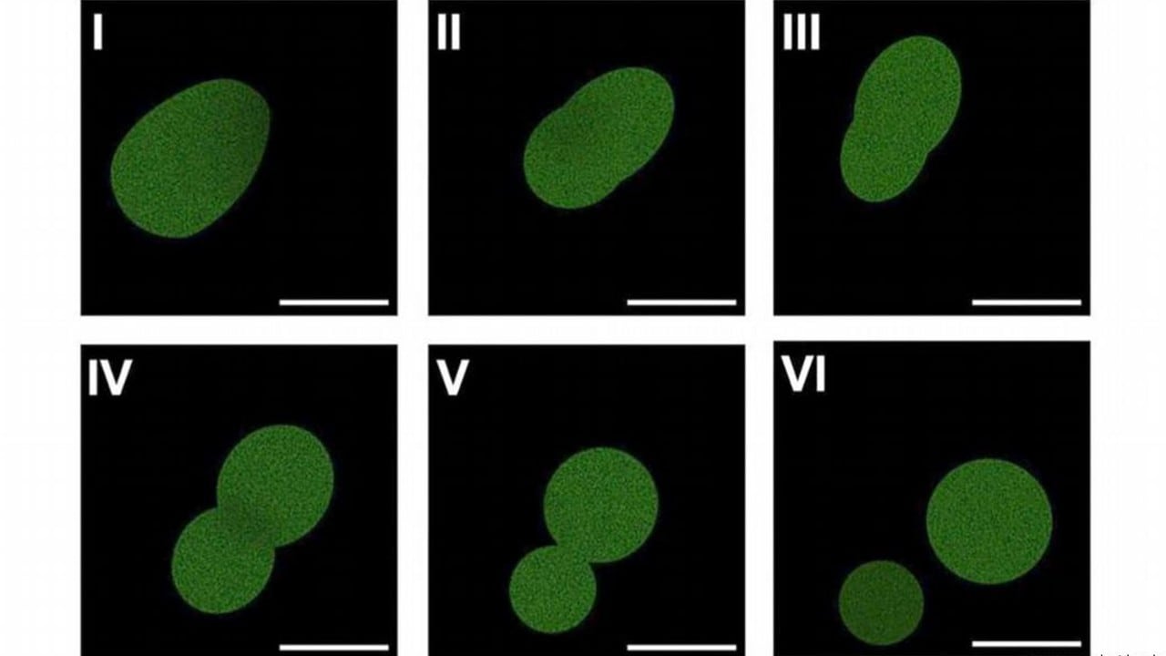 Imagen de microscopía fluorescente de SpudCell, la célula sintética, durante su proceso de división.