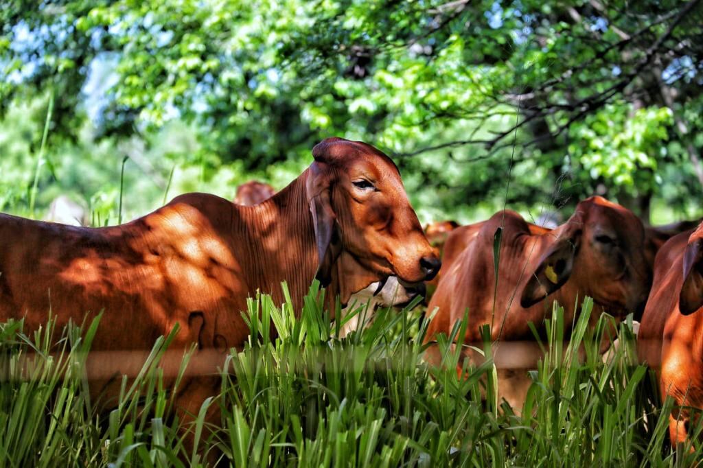 El programa Ganadería Colombiana Sostenible que se basa en la implementación de sistemas silvopastoriles intensivos (SSPi), que el gremio puso en marcha hace una década y media.