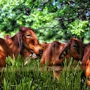 El programa Ganadería Colombiana Sostenible que se basa en la implementación de sistemas silvopastoriles intensivos (SSPi), que el gremio puso en marcha hace una década y media.