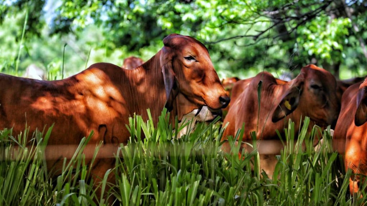 El programa Ganadería Colombiana Sostenible que se basa en la implementación de sistemas silvopastoriles intensivos (SSPi), que el gremio puso en marcha hace una década y media.