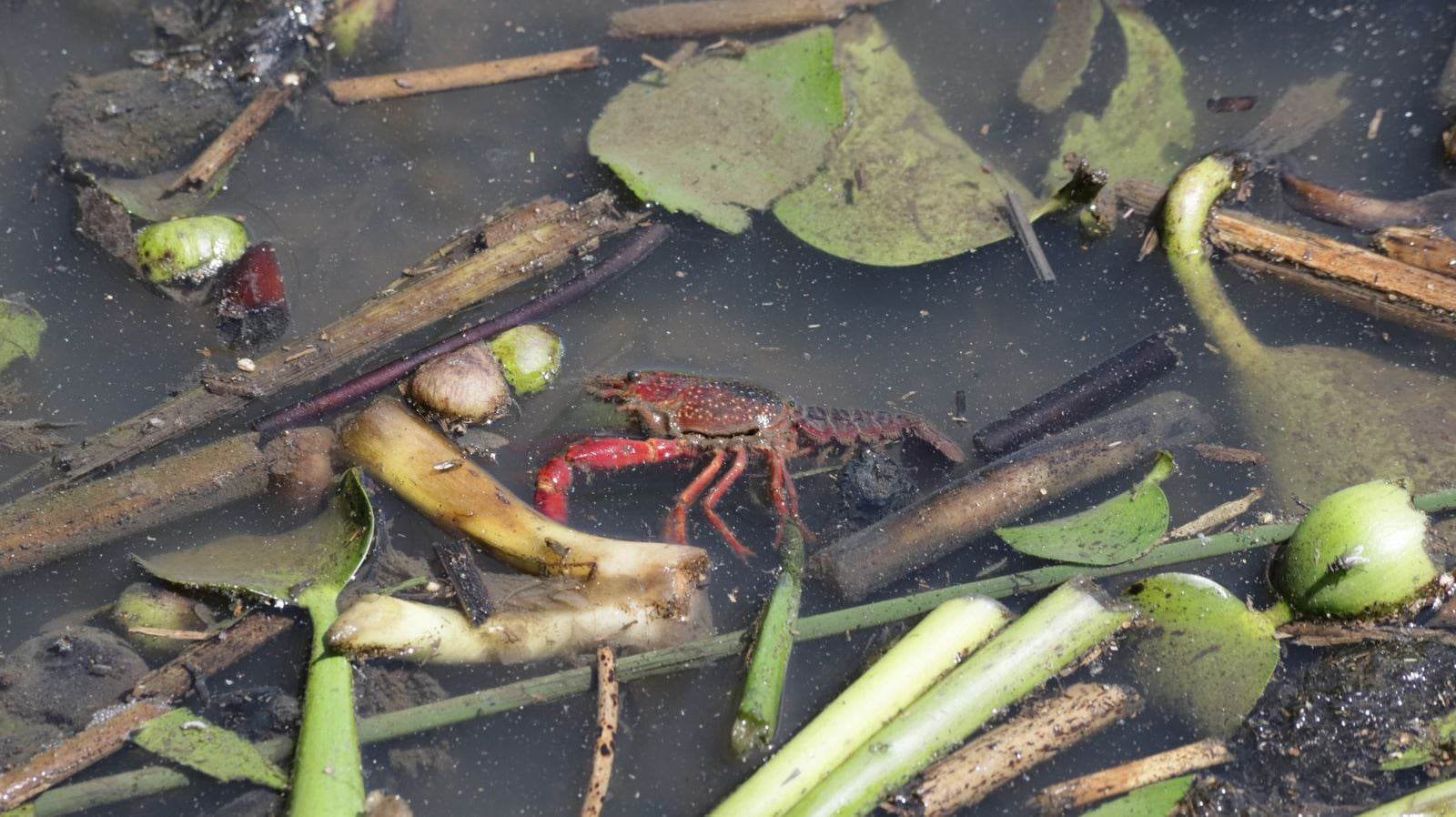 En Bogotá, la langostilla de río se encuentra en los parques Simón Bolívar, El Tunal y Timiza, y en humedales como Juan Amarillo.