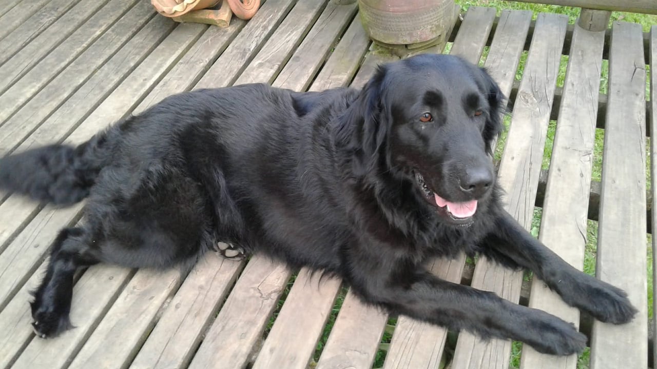 Luna era una perrita Black Lab Golden Retriever que falleció por la alborada en Antioquia.