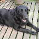 Luna era una perrita Black Lab Golden Retriever que falleció por la alborada en Antioquia.