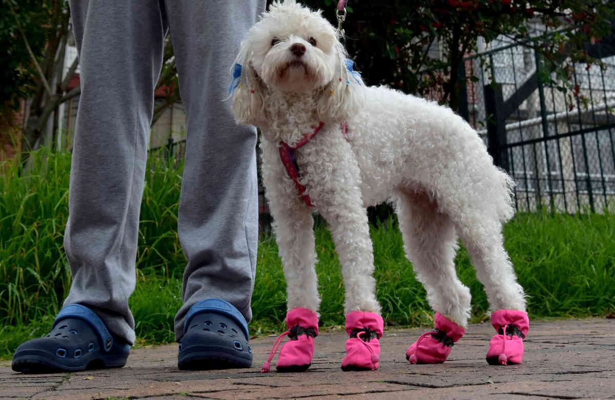 Soy Lupe y tengo cuatro años. Jorge Miranda, mi amo, me saca a pasear tres veces al día para disfrutar del aire, del parque y del sol. Antes de regresar a casa, me limpia con agua y pañitos, para seguir divirtiéndonos adentro. Alexandra Ruíz-SEMANA