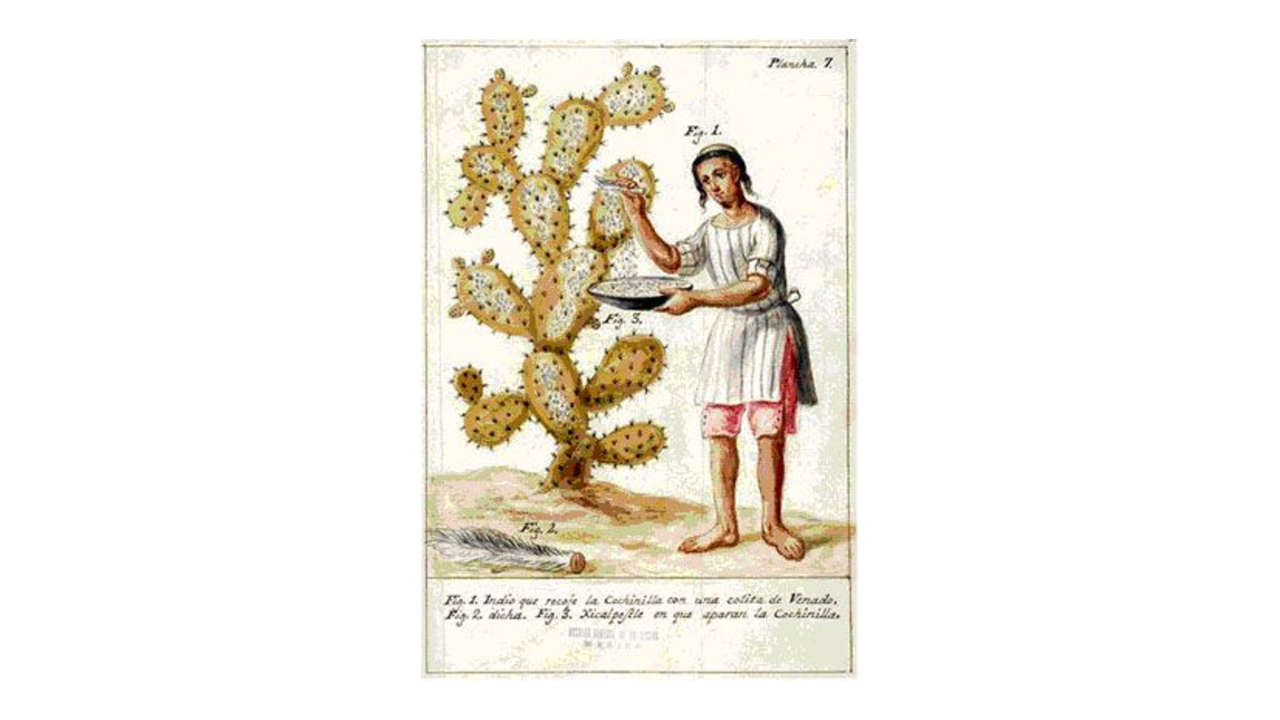 Dibujo del libro ‘Memoria sobre la naturaleza, cultivo y beneficio de la grana’ (1777), de José Antonio de Alzate y Ramírez.