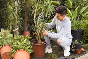 Esta curiosa planta requiere de unos cuidados especiales para mantenerse saludable.