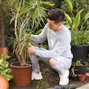 Esta curiosa planta requiere de unos cuidados especiales para mantenerse saludable.