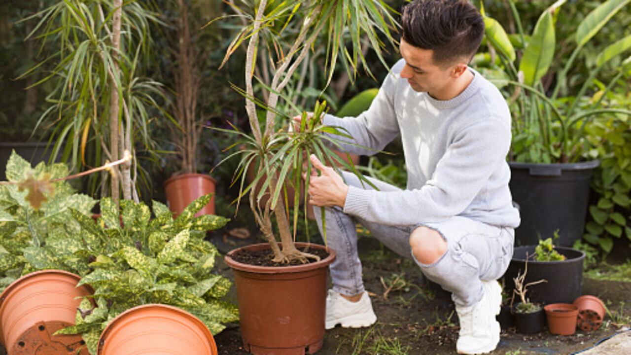 El palo de brasil se relaciona con buena suerte y fortuna.