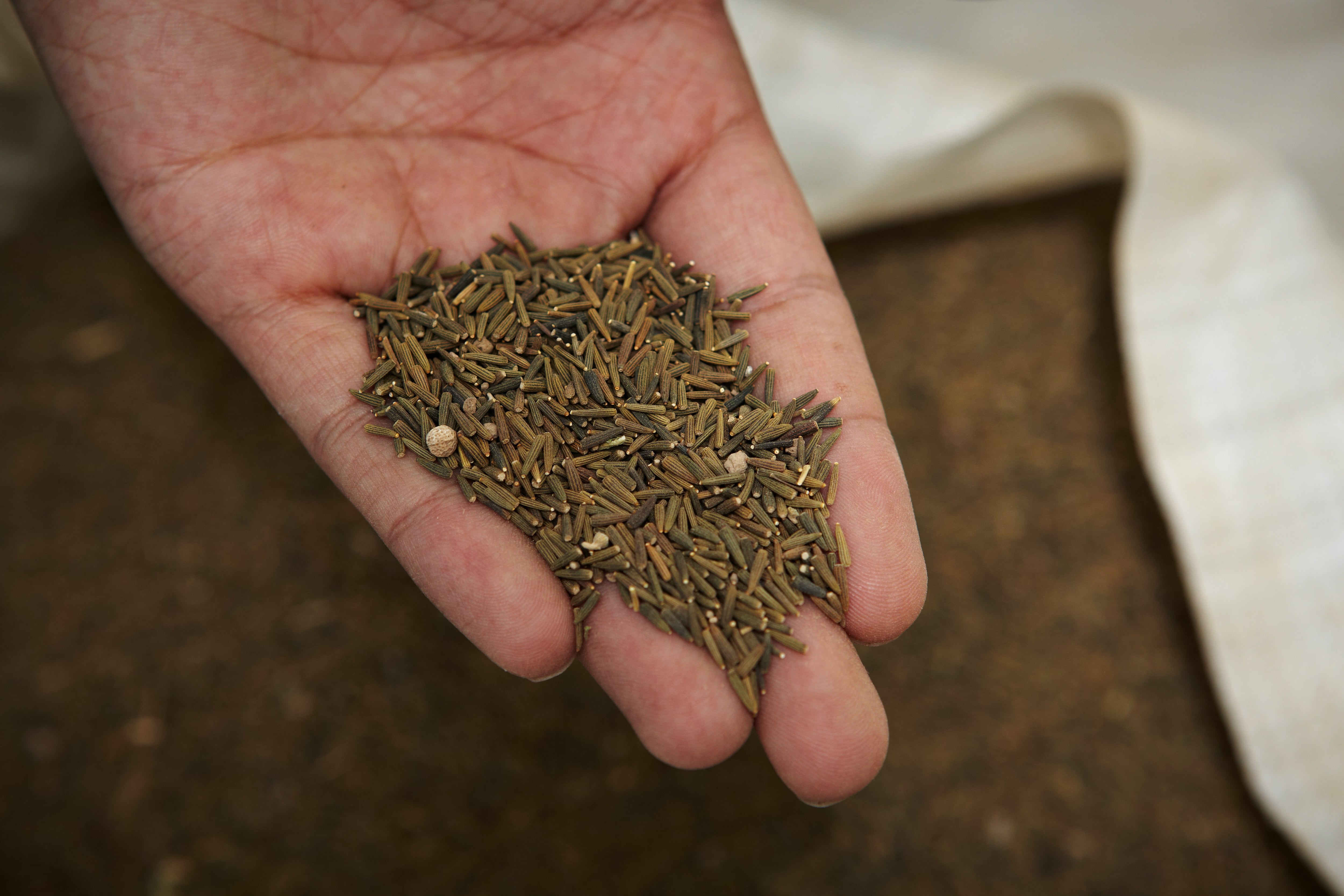 El comino ha sido utilizado desde la antigüedad para la salud y la belleza