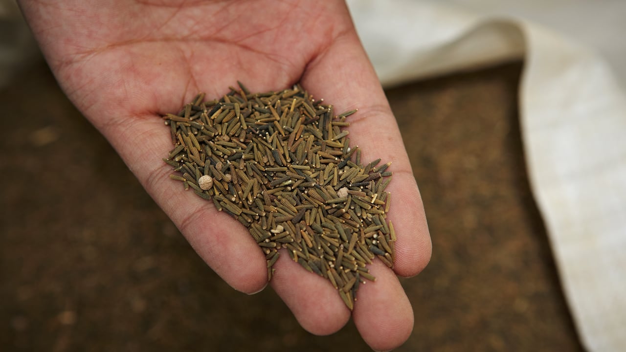 El comino es un condimento muy usado en la gastronomía desde hace cientos de años.