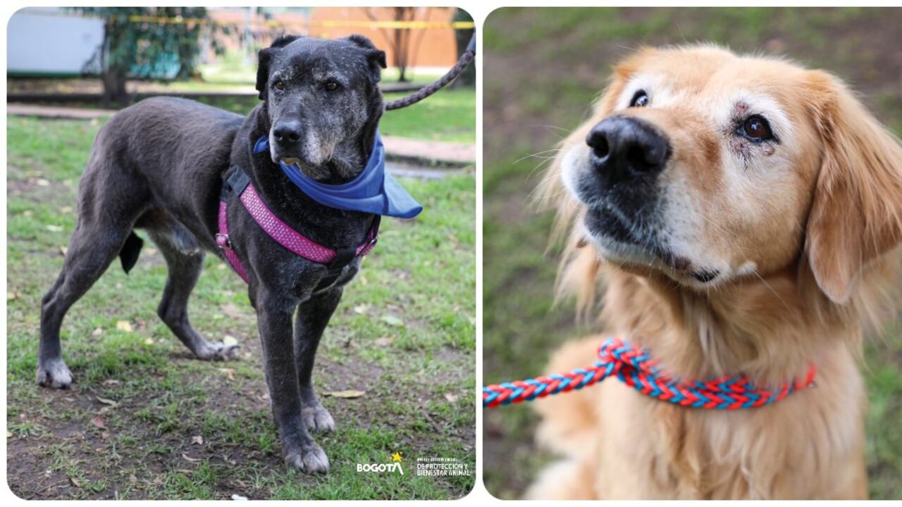 Un total de 33 perros adultos estarán en la jornada especial de adopción.