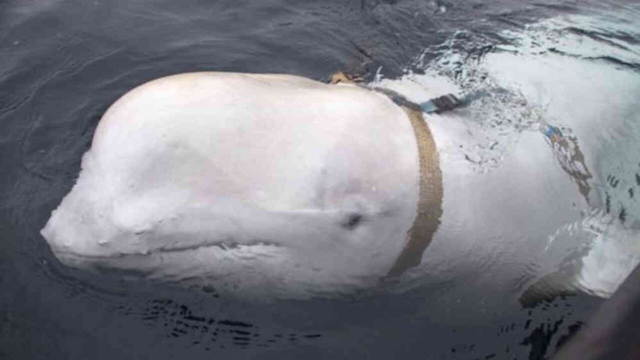 Un pescador de la zona ayudó a remover el arnés del cuerpo de la ballena. Foto: EPA.