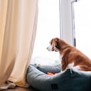 Perro solo