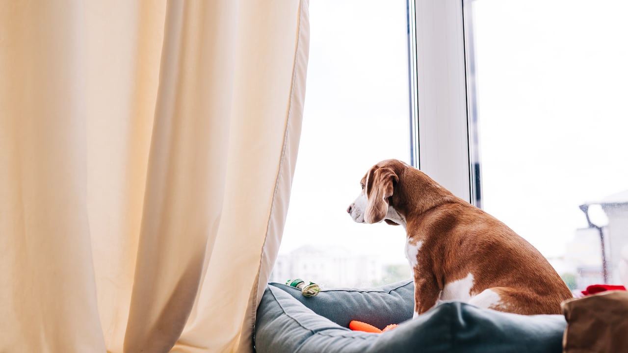 Los perros no deben permanecer por mucho tiempo solos en casa.