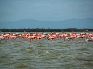 Conocer flamencos rosados resulta toda una aventura para los turistas.
