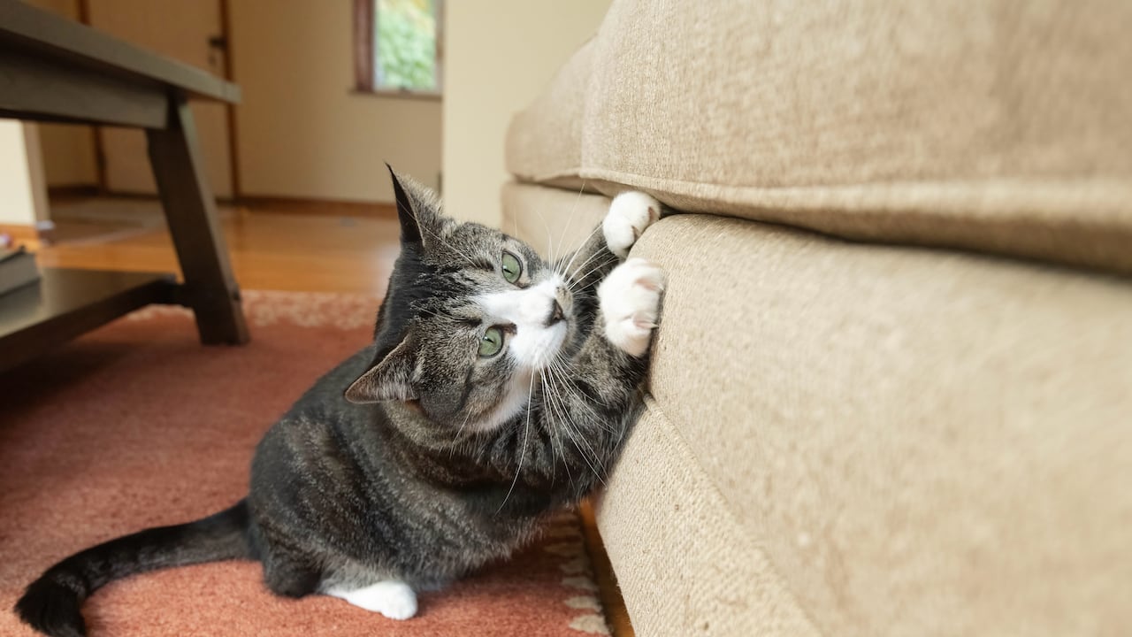 Los gatos suelen arañar los muebles por diferentes razones.