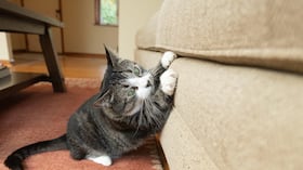Los gatos suelen arañar los muebles por diferentes razones.