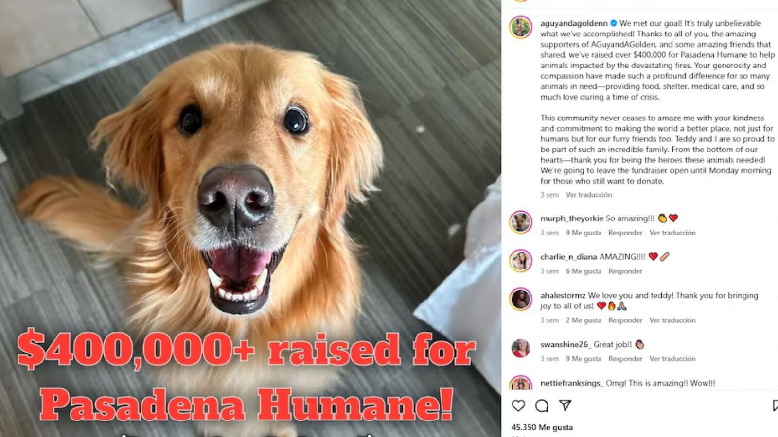 Teddy fue la imagen que logro recaudar una suma importante de dinero para los animales desplazados por los incendios