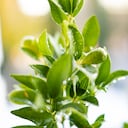 El ábol de limón, además de ser decorativo, ayuda amnatener la vivienda con aroma agradable.