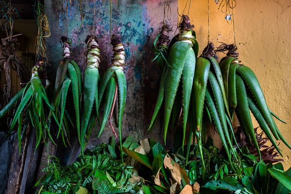 Según la publicación un estudio de la NASA “ha confirmado que tener una planta de aloe vera en la habitación te ayudará a tener un sueño más placentero”.  (Photo by Jan Sochor/Getty Images)