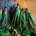 Según la publicación un estudio de la NASA “ha confirmado que tener una planta de aloe vera en la habitación te ayudará a tener un sueño más placentero”. (Photo by Jan Sochor/Getty Images)