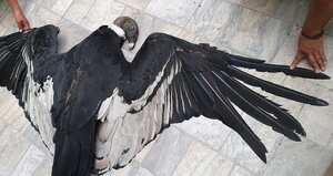 Una pareja de cóndores fue presuntamente envenenada cerca al páramo de El Amorzadero, en Santander.