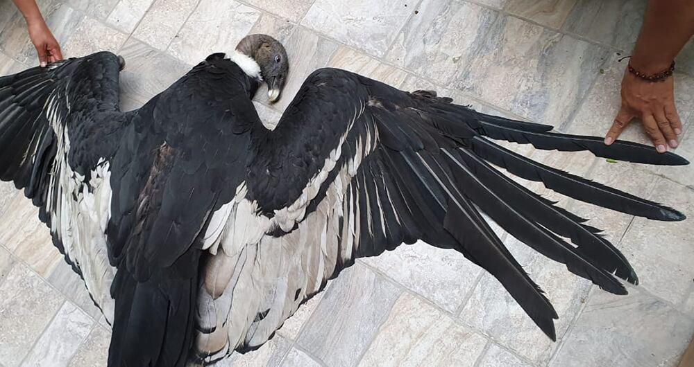 Una pareja de cóndores fue presuntamente envenenada cerca al páramo de El Amorzadero, en Santander.