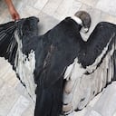 Una pareja de cóndores fue presuntamente envenenada cerca al páramo de El Amorzadero, en Santander.