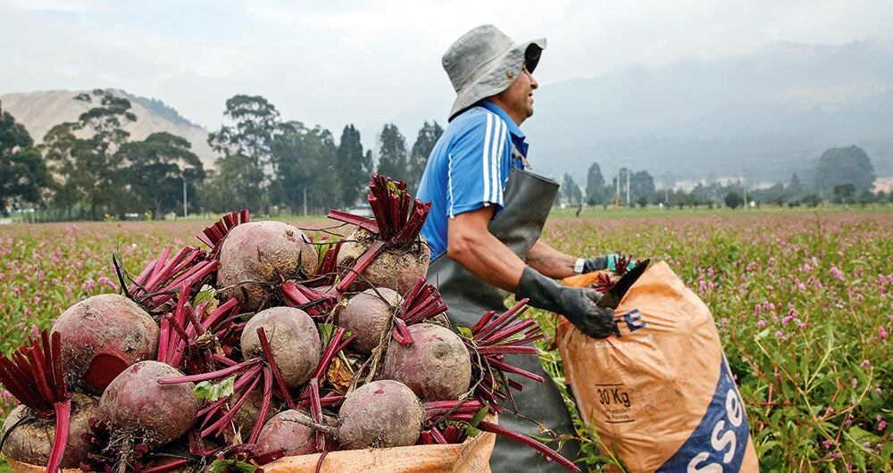 En el primer trimestre de 2024 el agro se ubica como uno de los sectores con mayor crecimiento, con 6,3 por ciento.