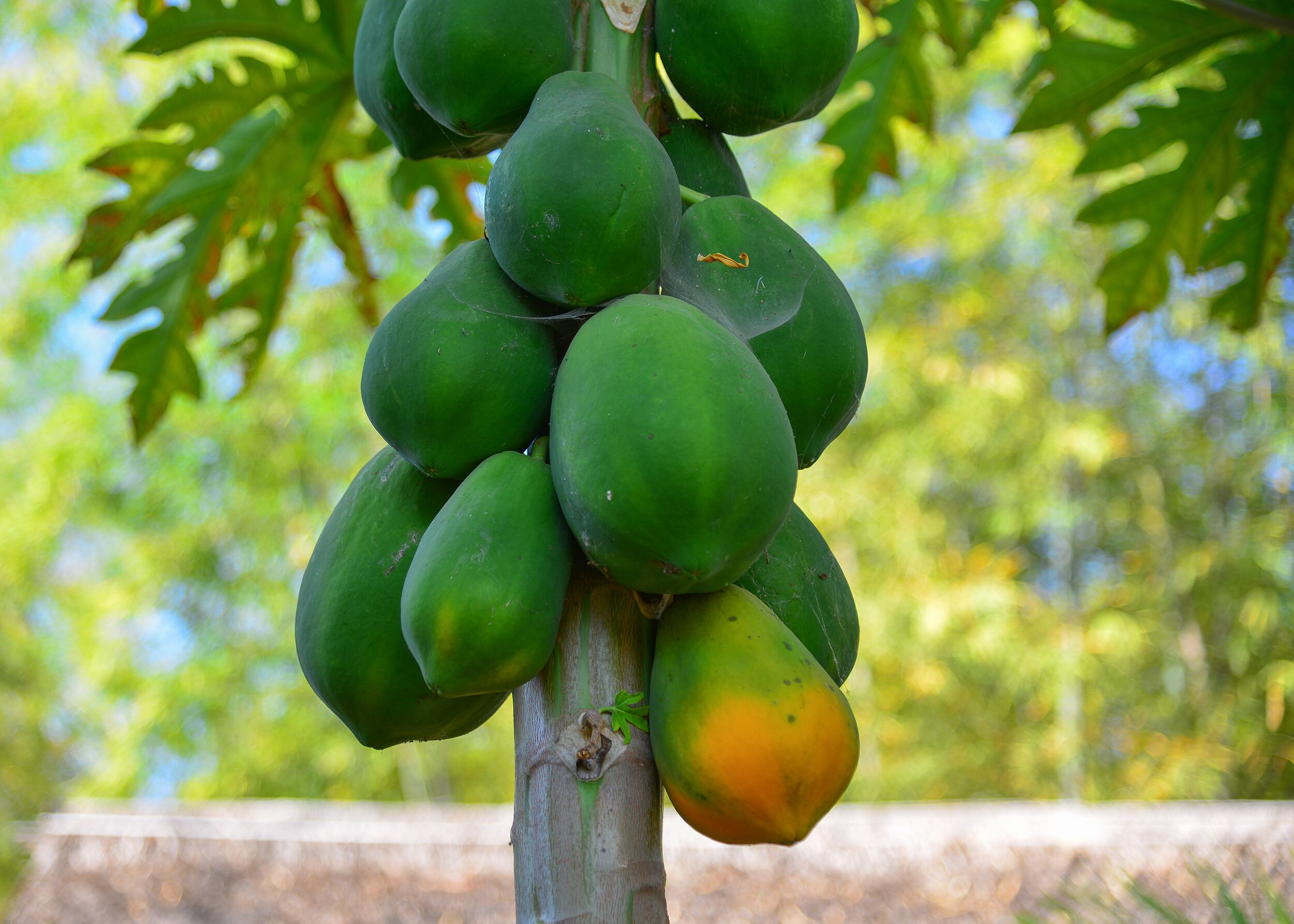 Árbol de papaya - fruta