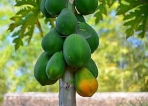 Árboles de papaya y frutas en el jardín.