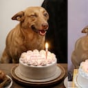 Perrita rescatada conmovió en redes por su alegría al celebrar su cumpleaños con su nueva familia.