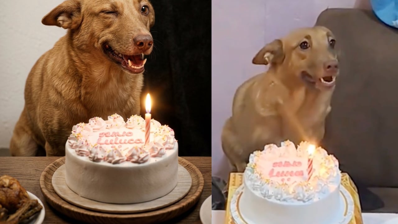 Perrita rescatada conmovió en redes por su alegría al celebrar su cumpleaños con su nueva familia.