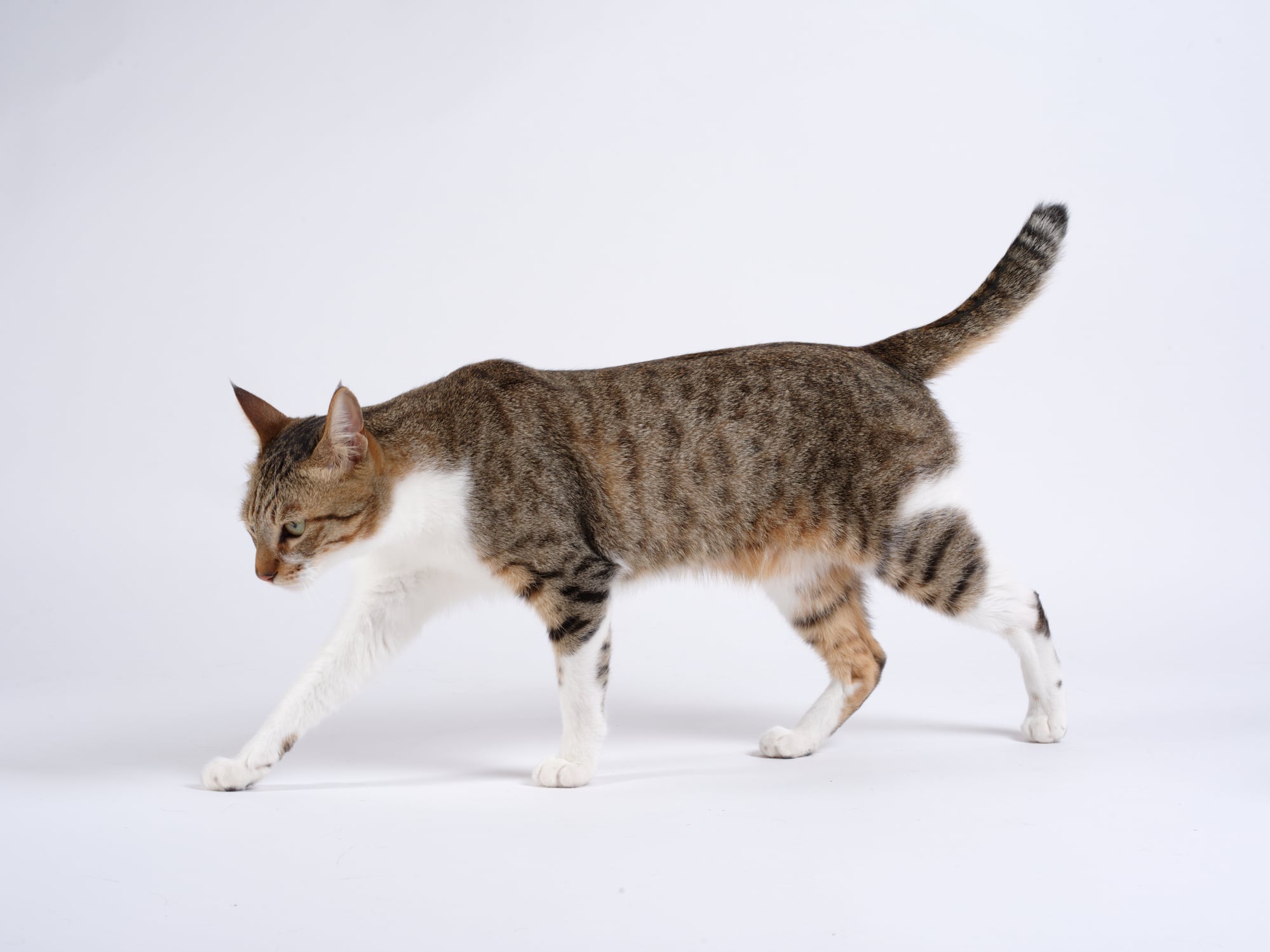 Gato