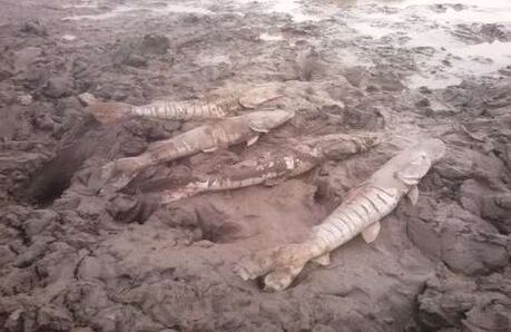 Estos peces no encontraron pozos de agua para sobrevivir (Gobernación de Casanare).