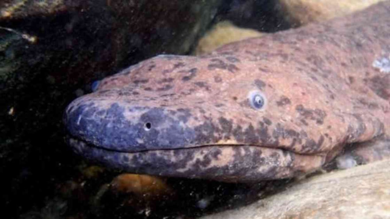 La nueva especie fue descubierta con base en análisis genéticos de un espécimen que había sido capturado hace más de siete décadas. Foto: BEN TAPLEY/ZSL vía BBC.